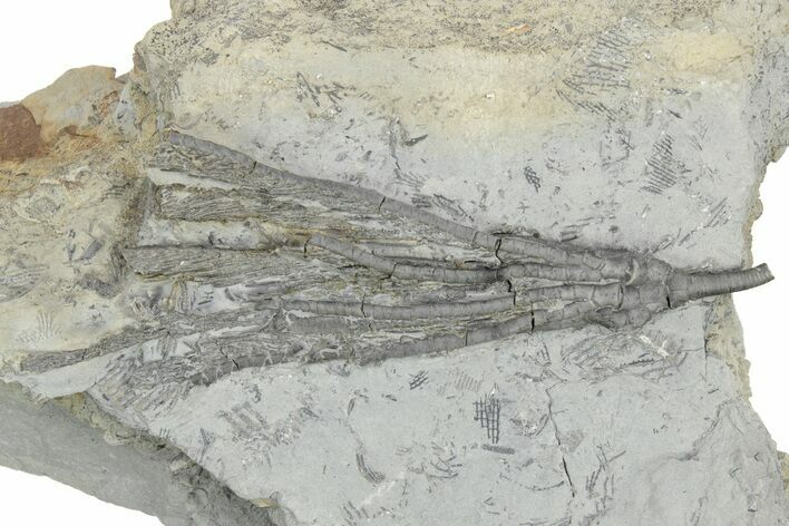 Fossil Crinoid (Hypselocrinus) - Monroe County, Indiana #232146